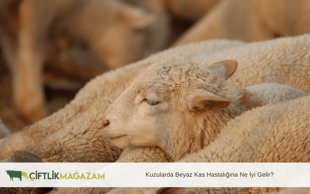 kuzularda beyaz kas hastalığına ne iyi gelir