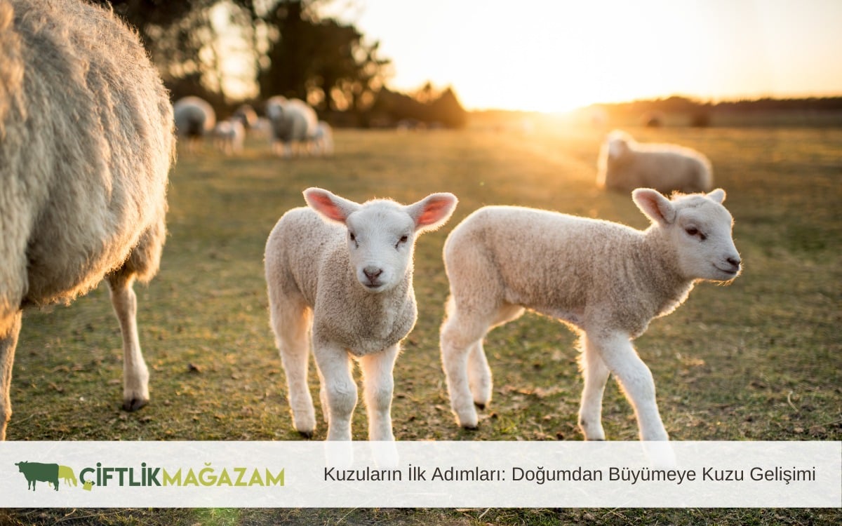kuzuların ilk adımları