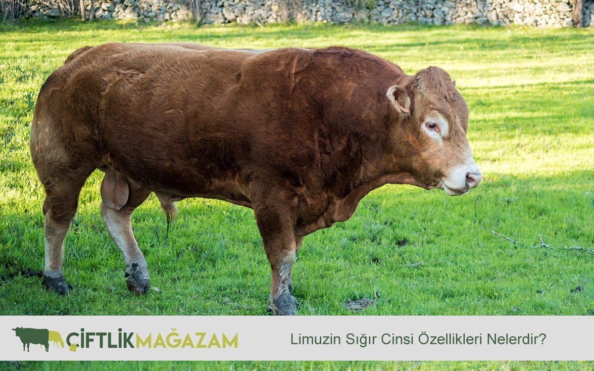 limuzin sığır
