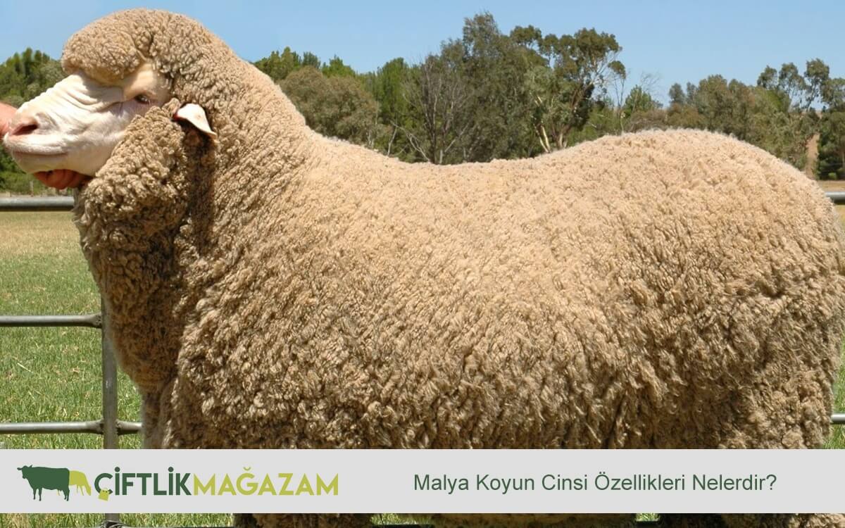Malya koyun