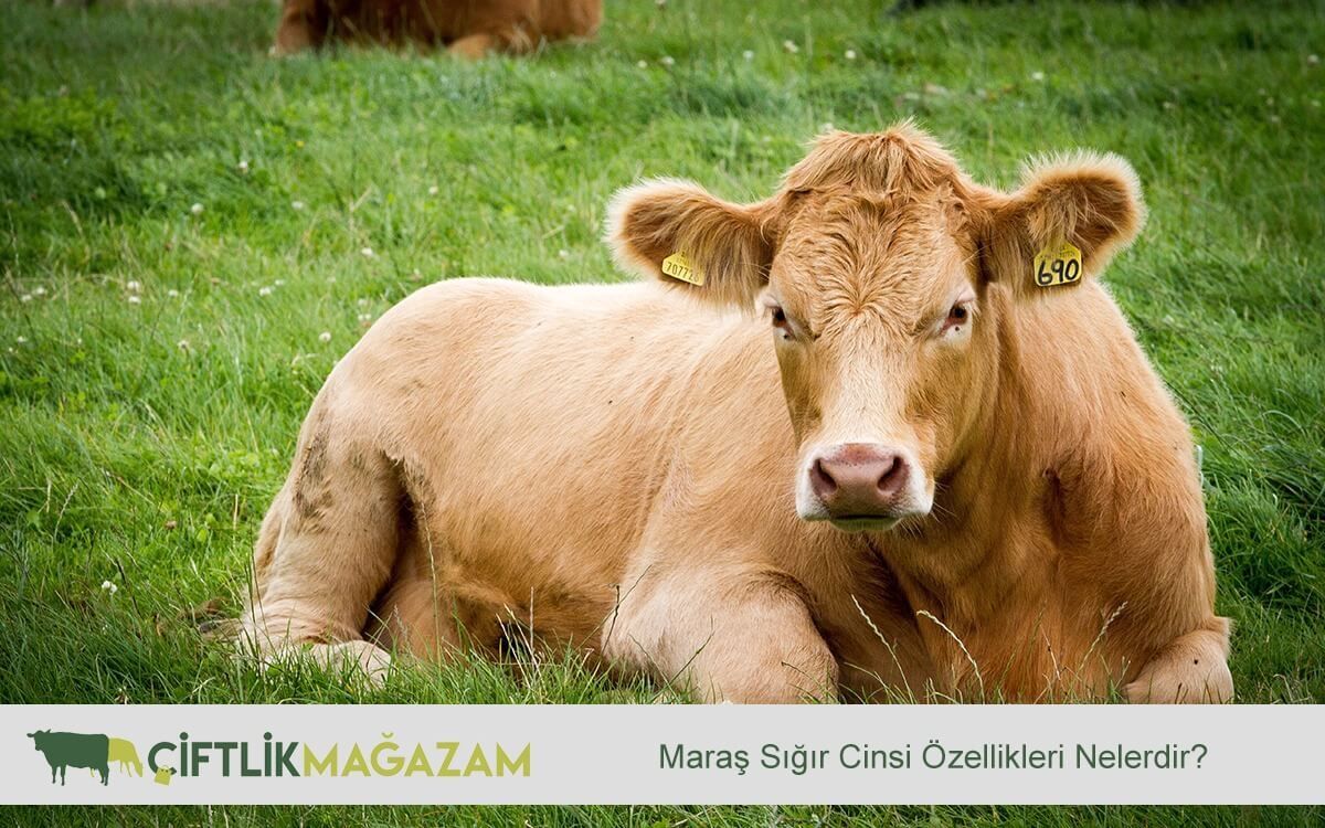 Maraş sığır cinsi
