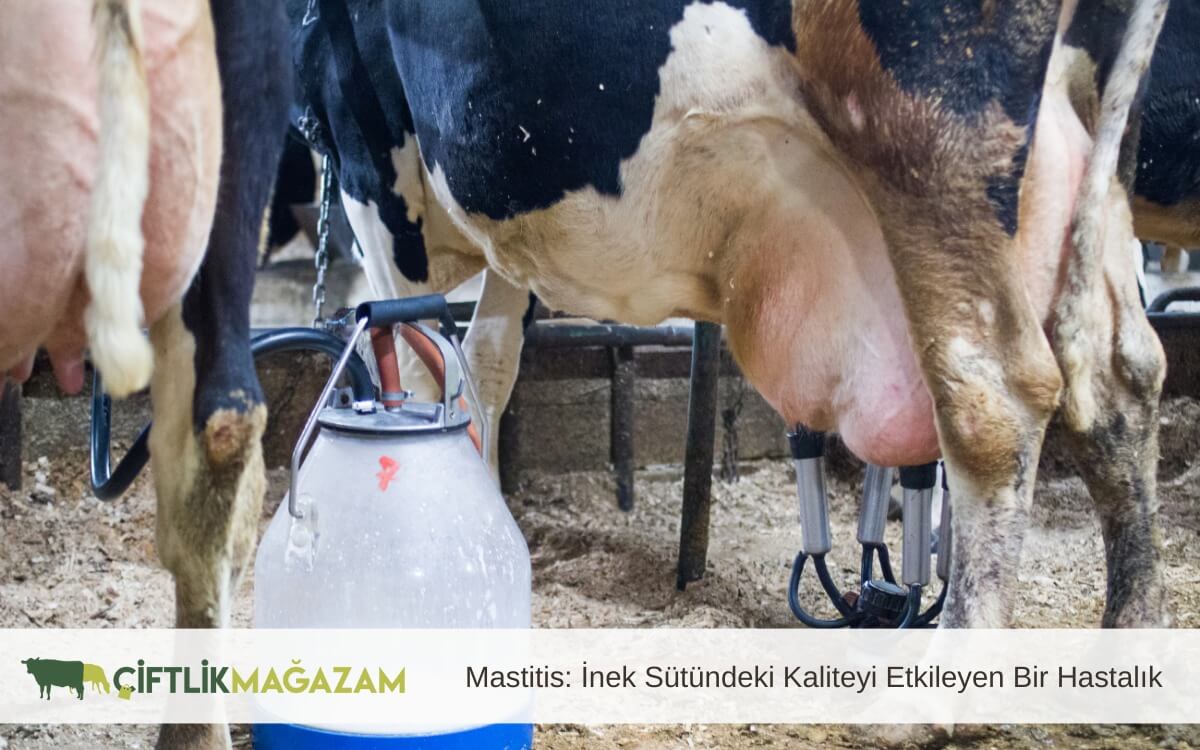 mastitis