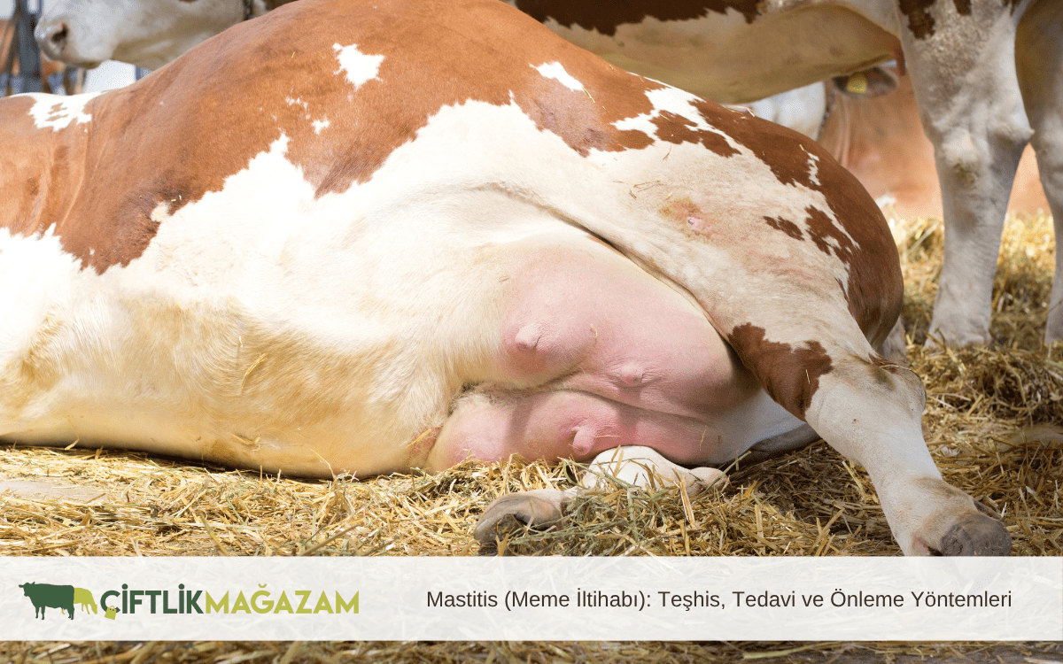 Mastitis (Meme İltihabı): Teşhis, Tedavi ve Önleme Yöntemleri