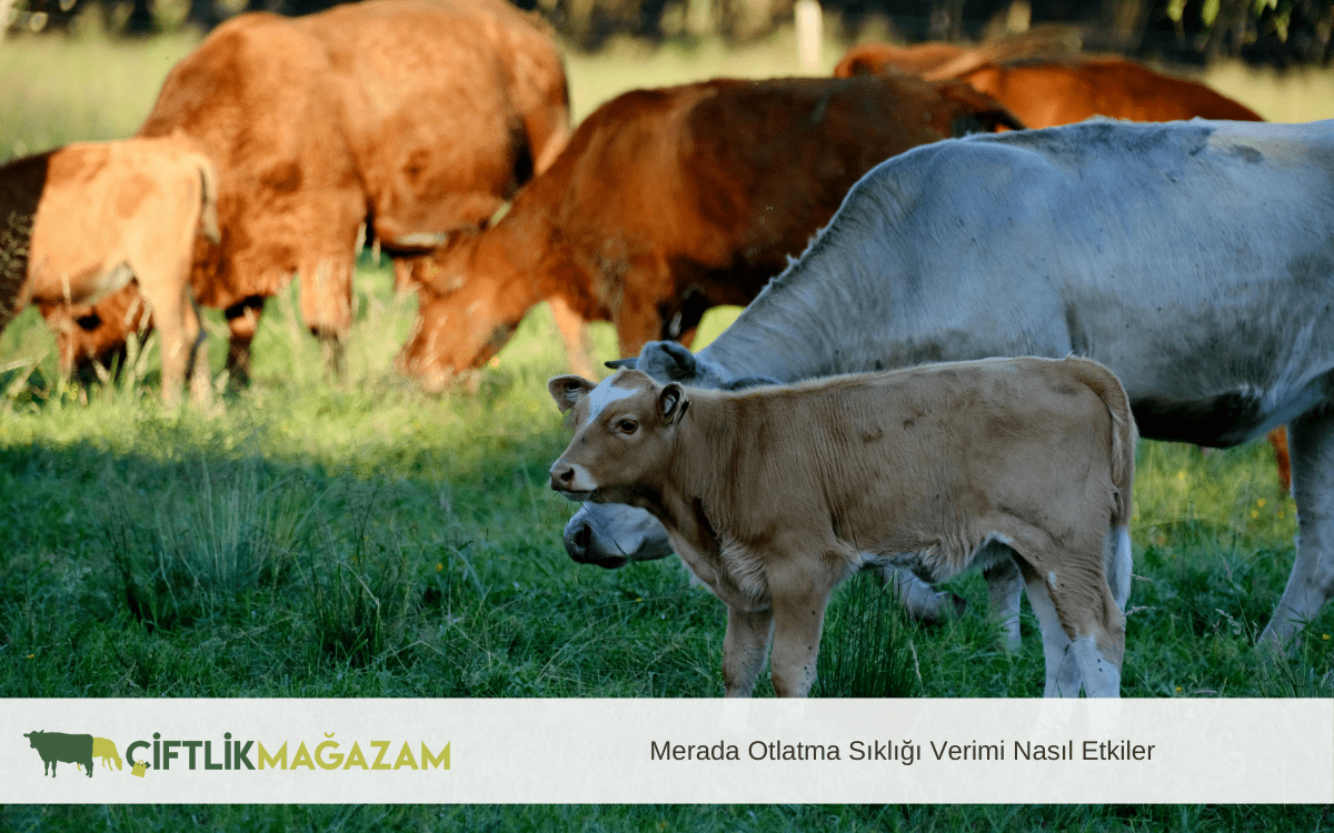merada otlatma sıklığı verimi nasıl etkiler