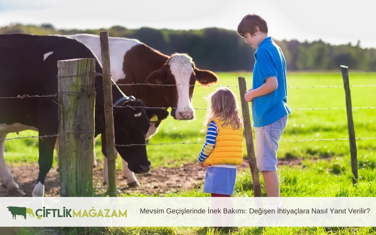 mevsim geçişlerinde inek bakımı
