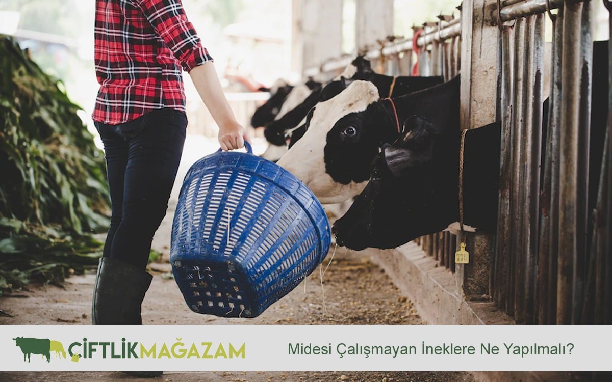 midesi çalışmayan ineklere