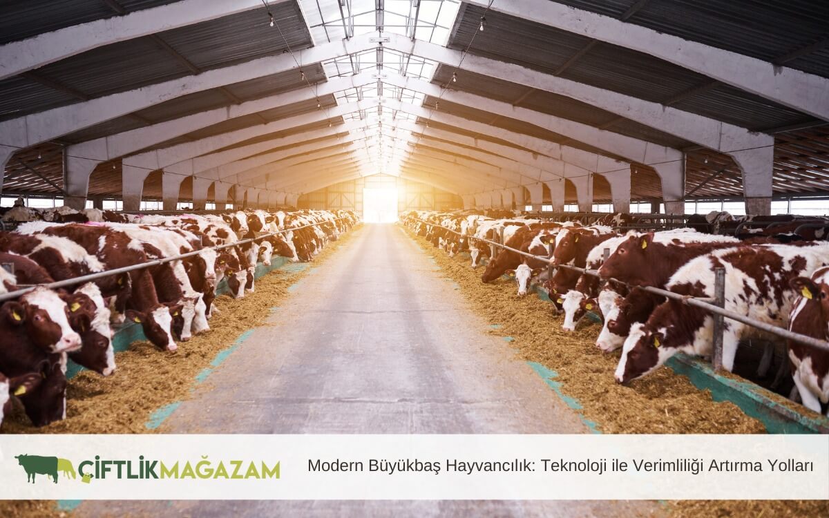modern büyükbaş hayvancılık