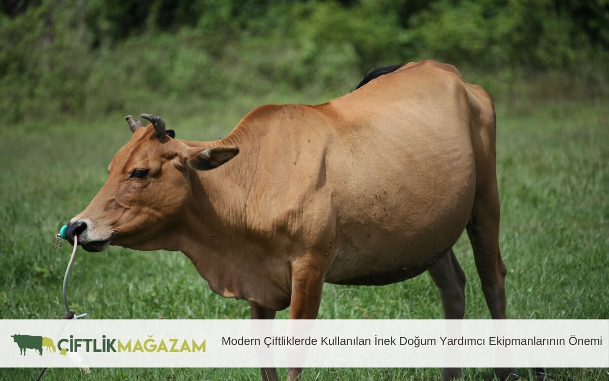 modern çiftliklerde kullanılan inek doğum yardımcı ekipmanlar