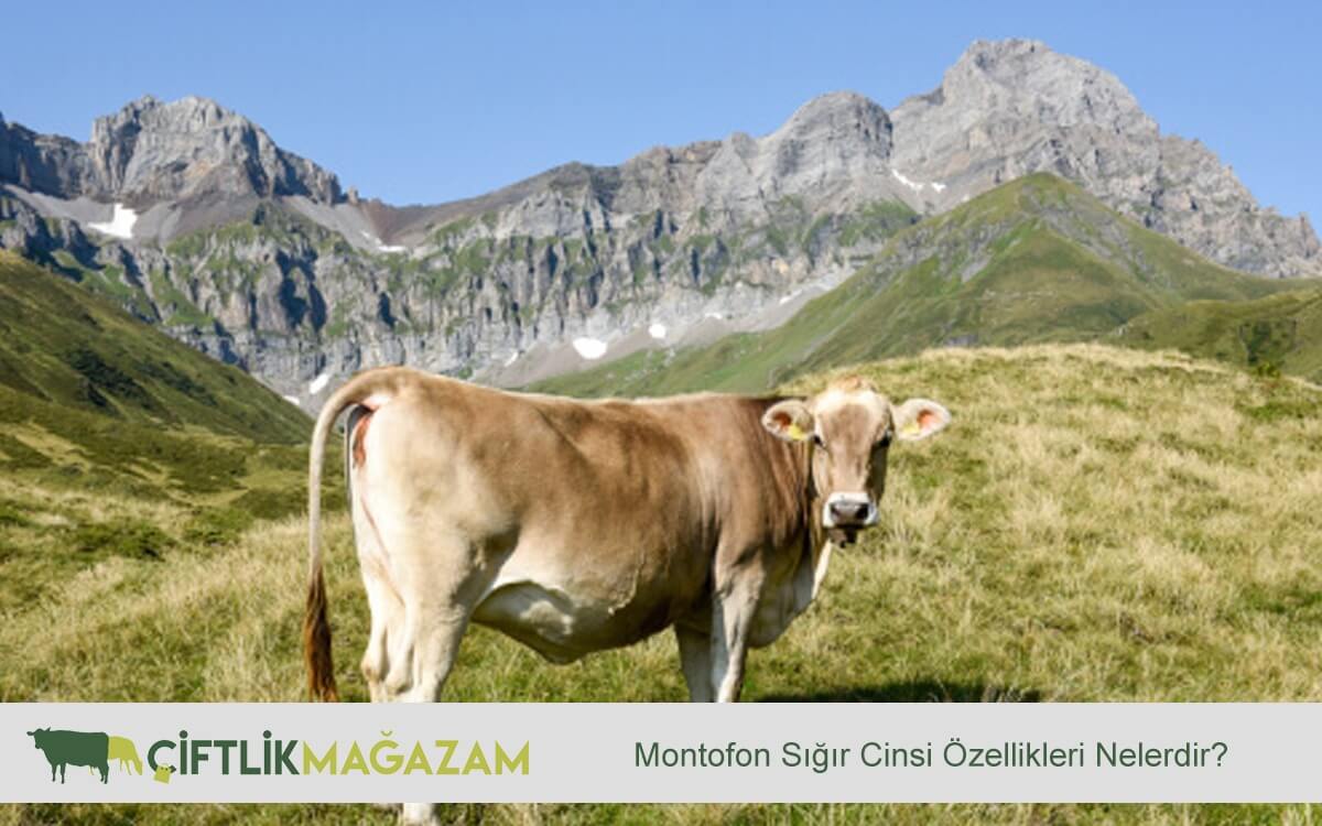 montofon sığır