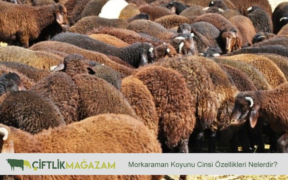 morkaraman koyunu