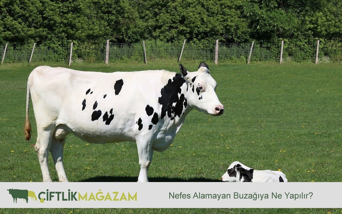 nefes alamayan buzağıya ne yapılır