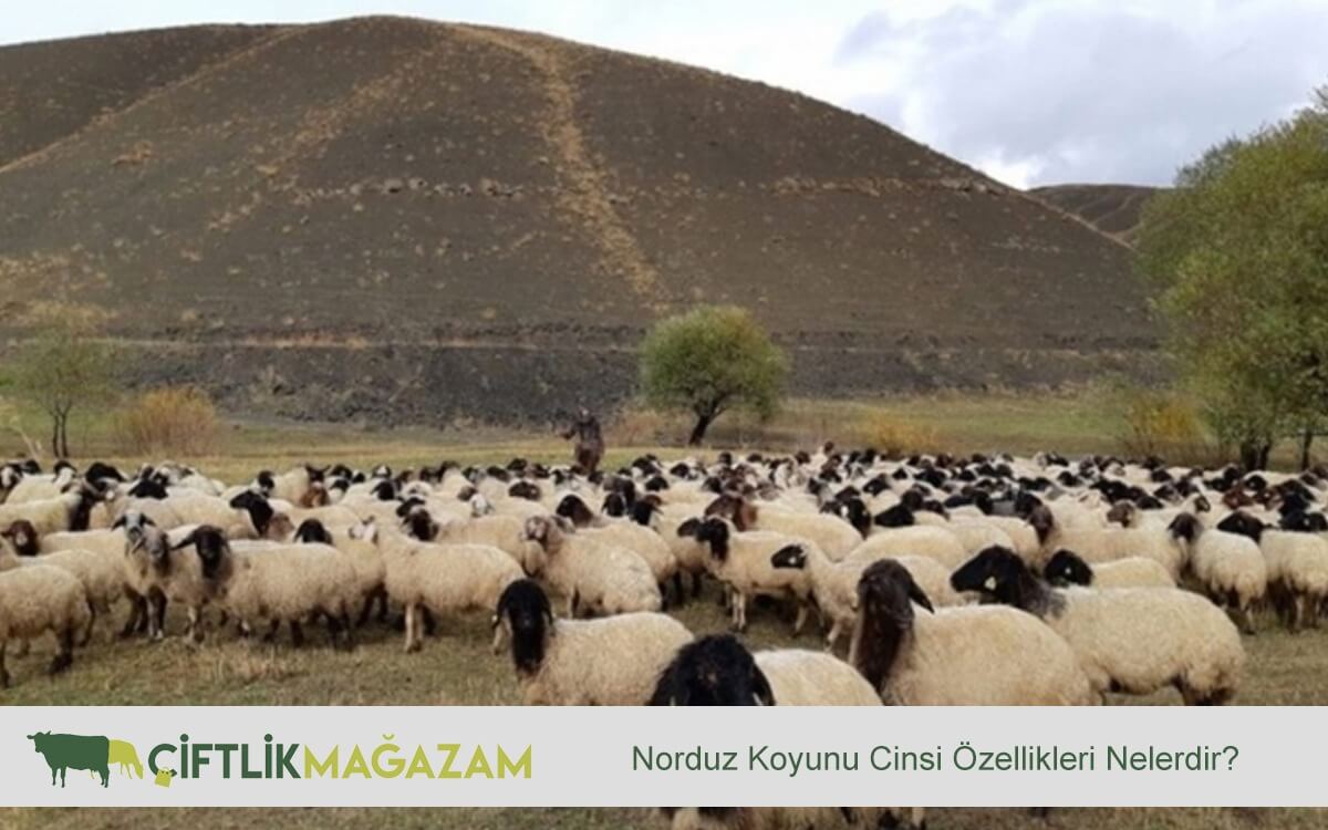 norduz koyun