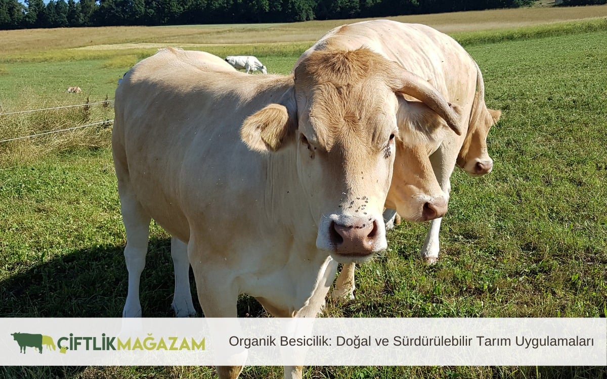 besicilik