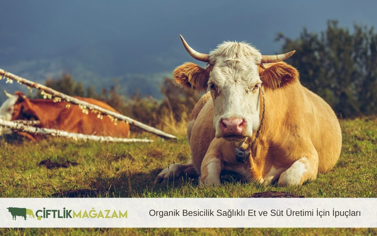 organik besicilik sağlıklı et ve süt üretimi