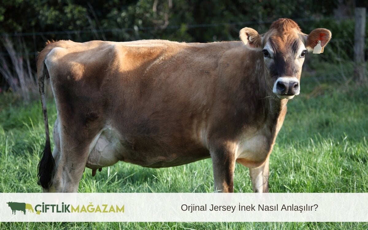 orijinal jersey inek
