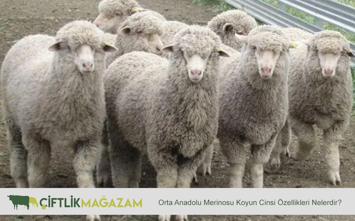 orta anadolu merinosu koyun