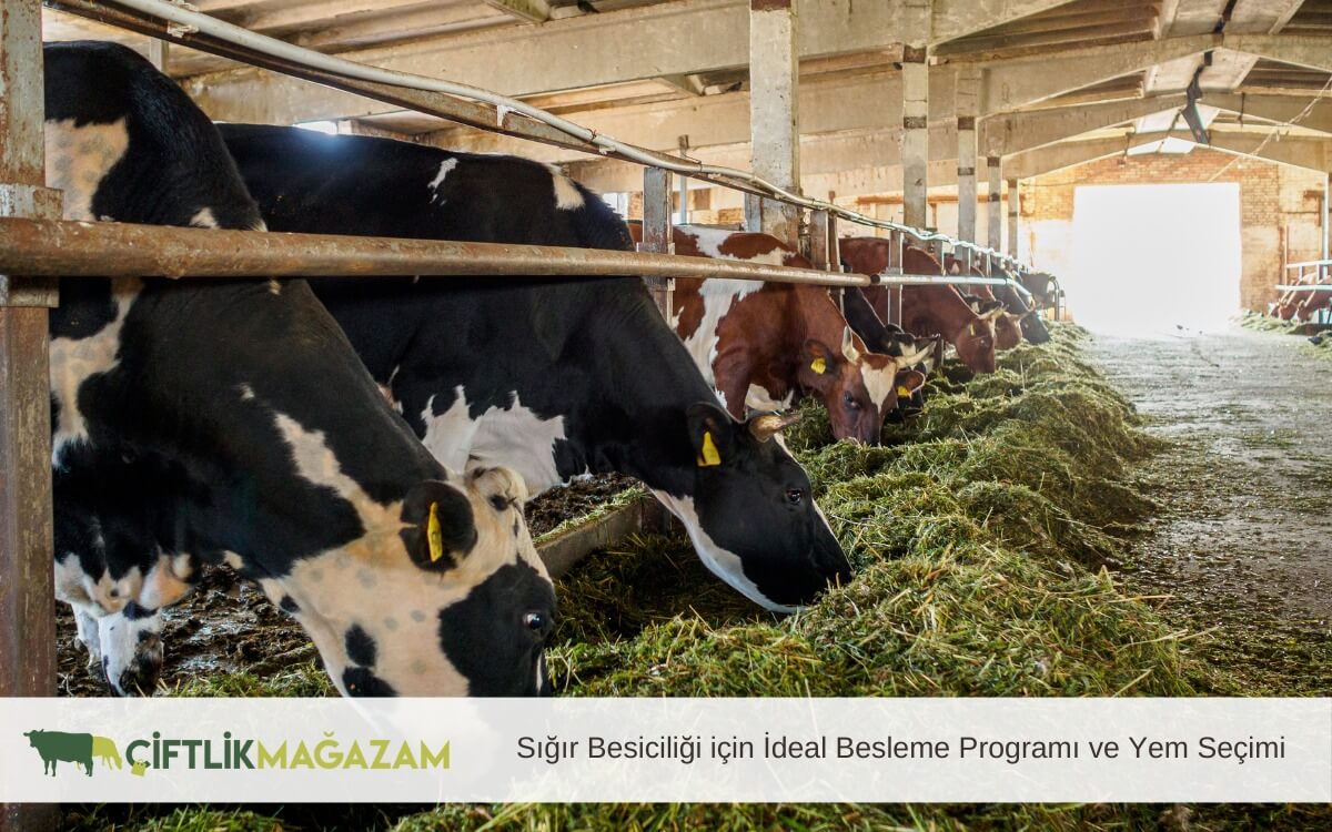 sığır besiciliği