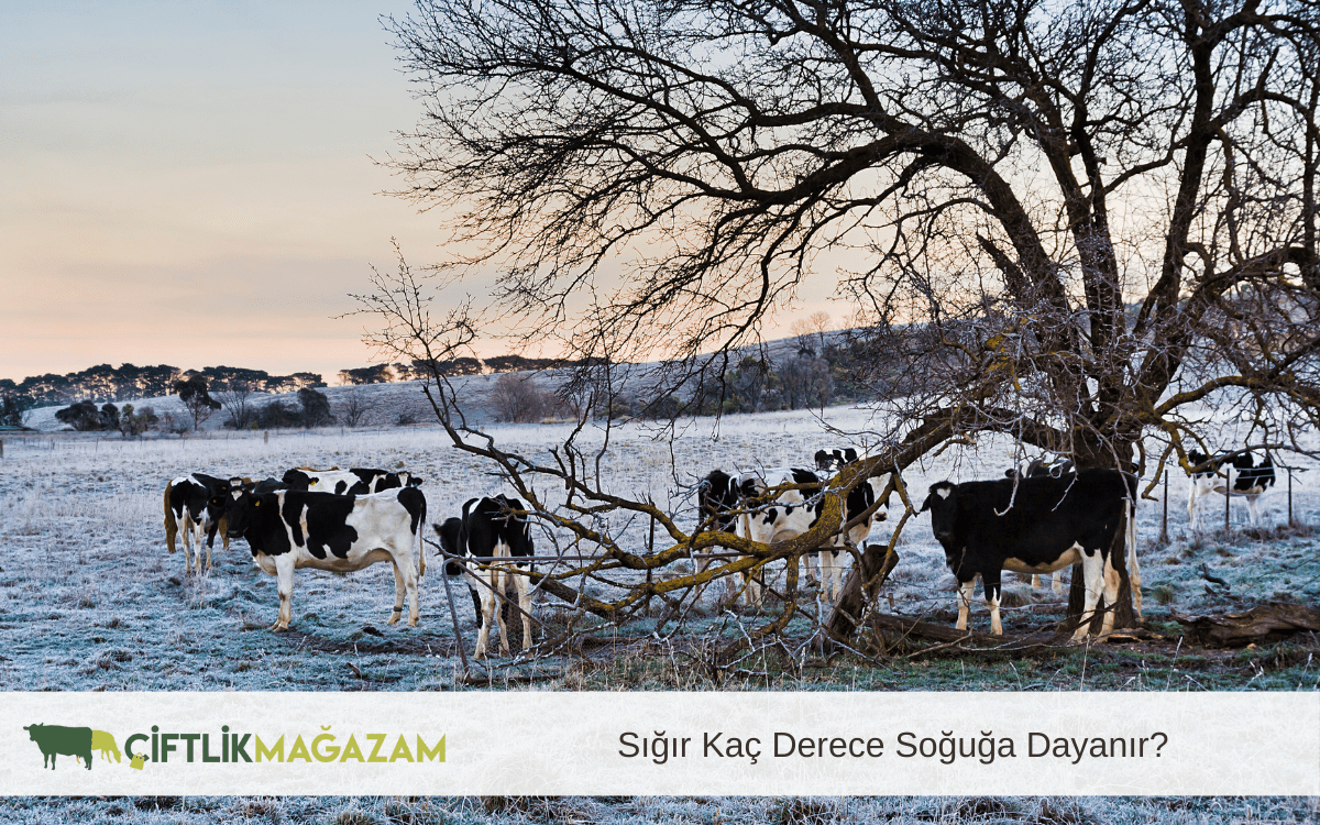 sığır