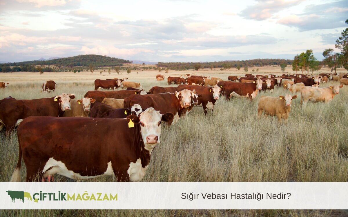 sığır vebası hastalığı