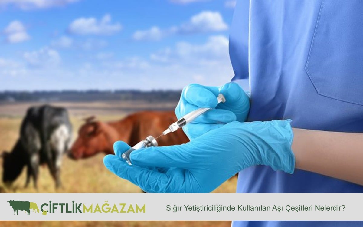 sığır yetiştiriciliği