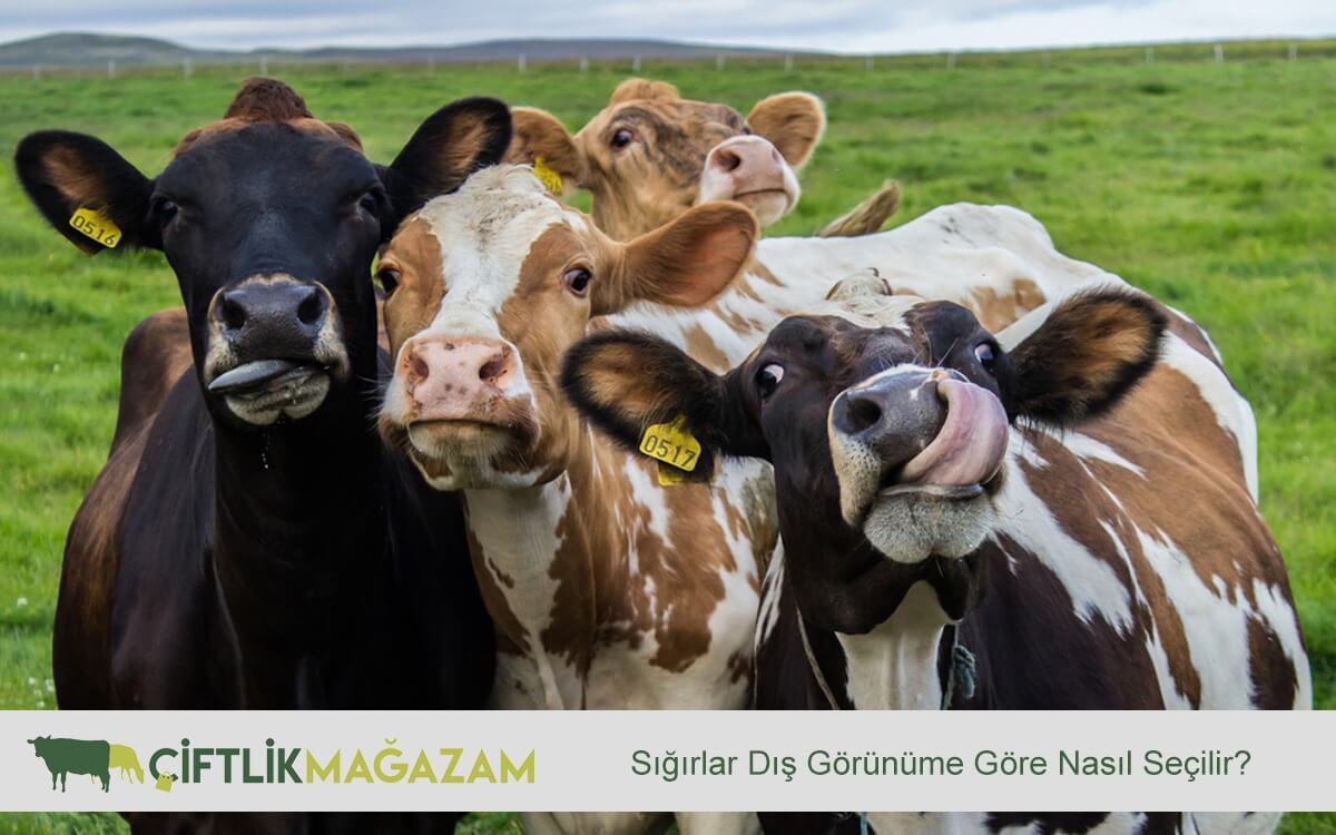 sığırlarda sınıflandırma