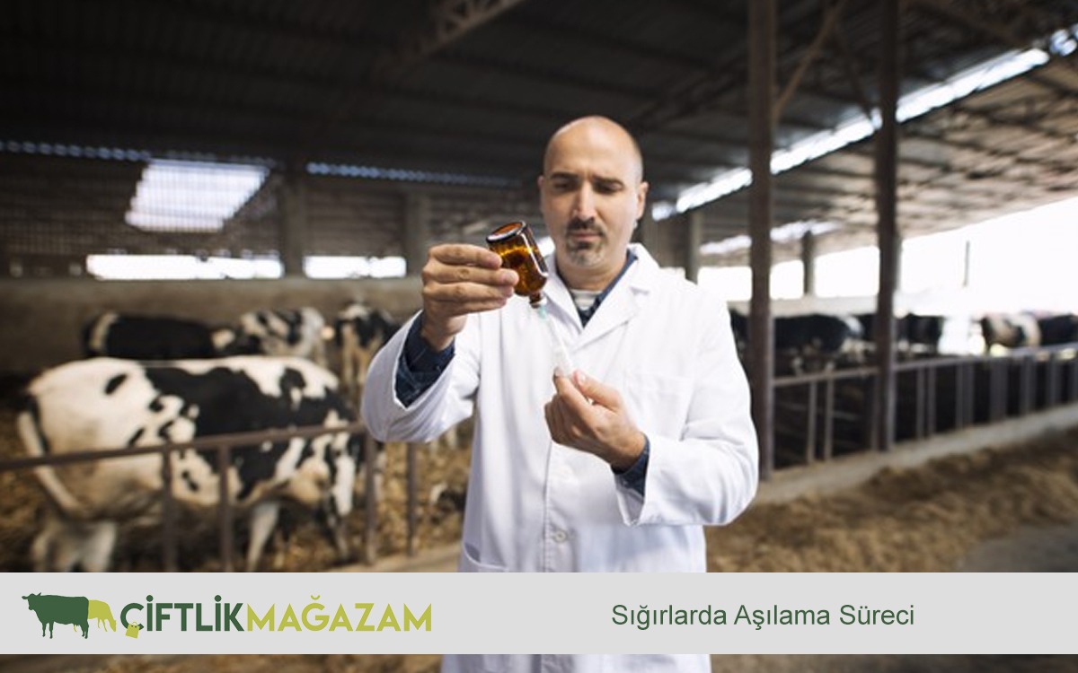 sığır