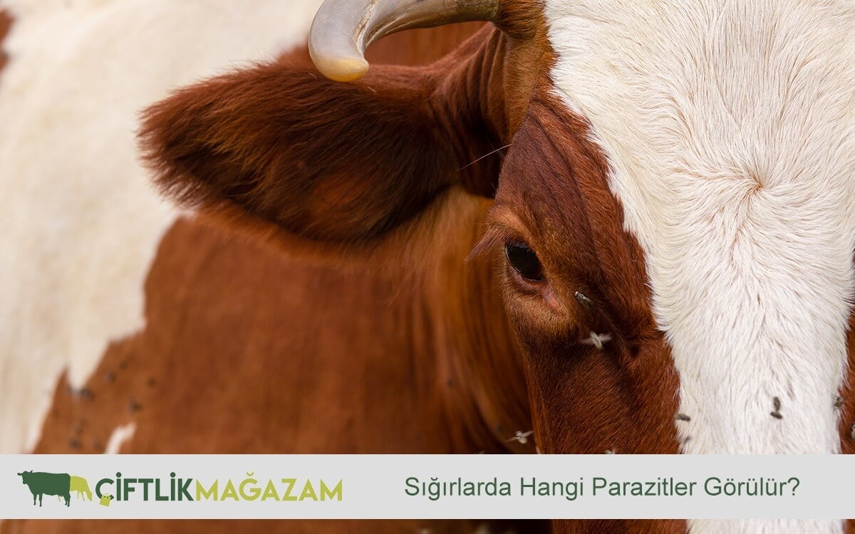 parazit çeşitleri