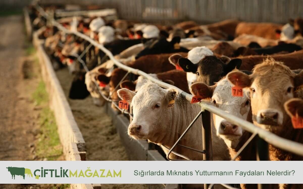 Sığırlarda mıknatıs