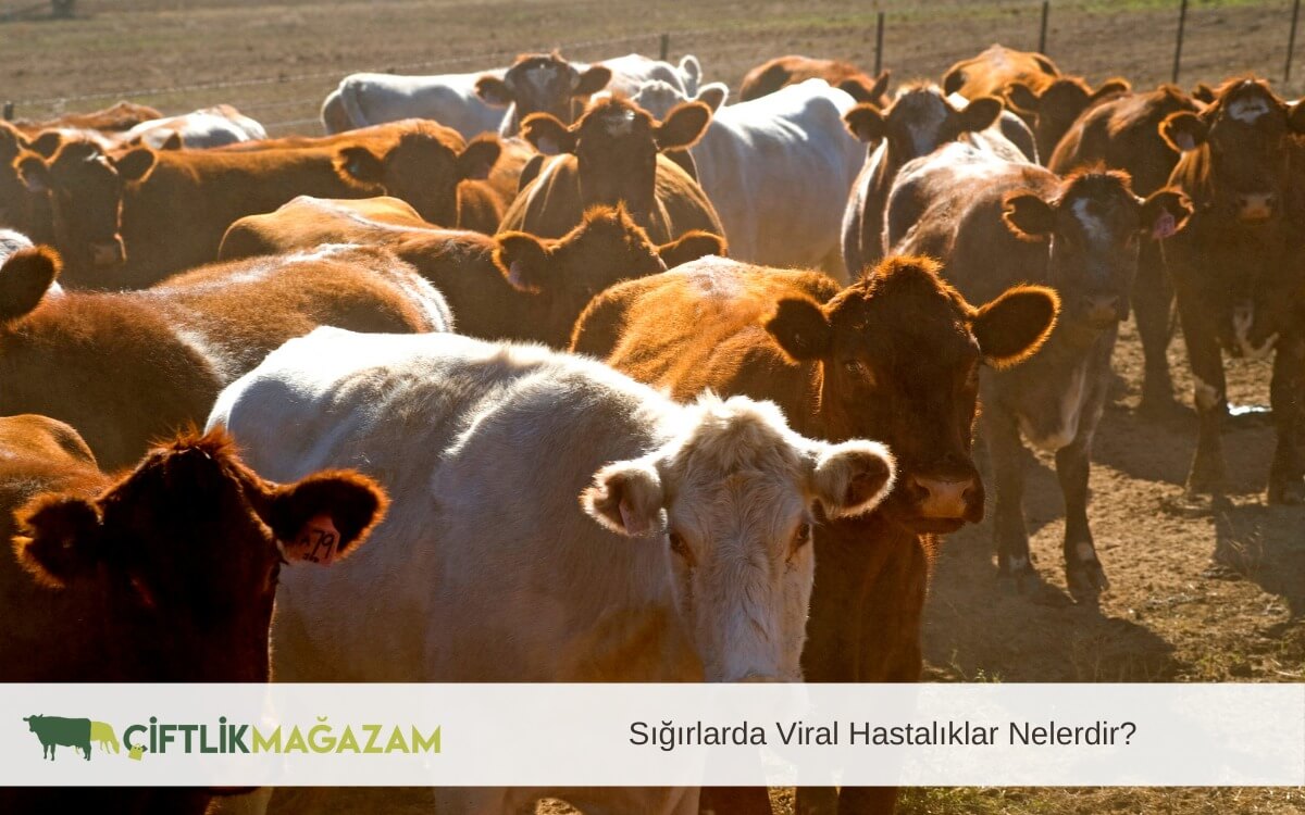 sığırlarda viral hastalıklar
