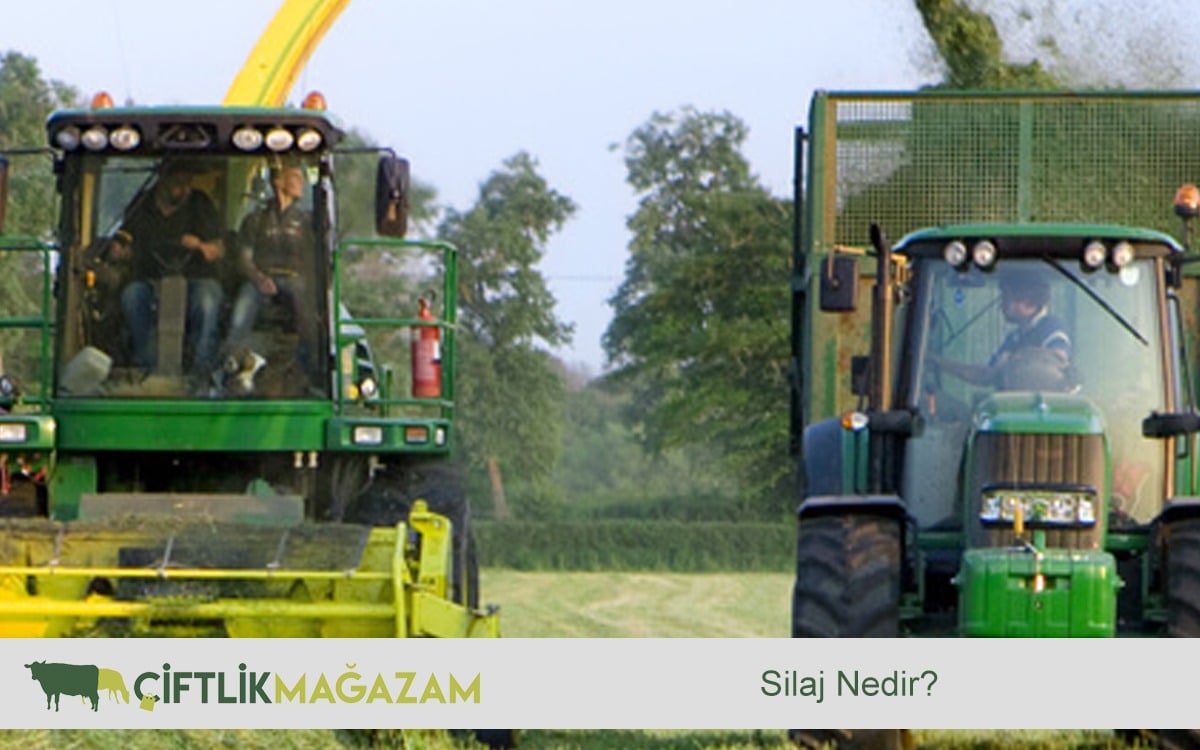 silaj ne