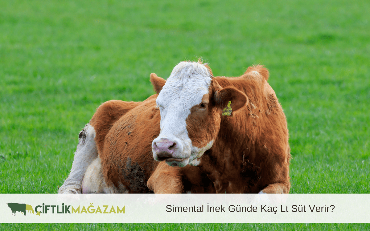 simental inek