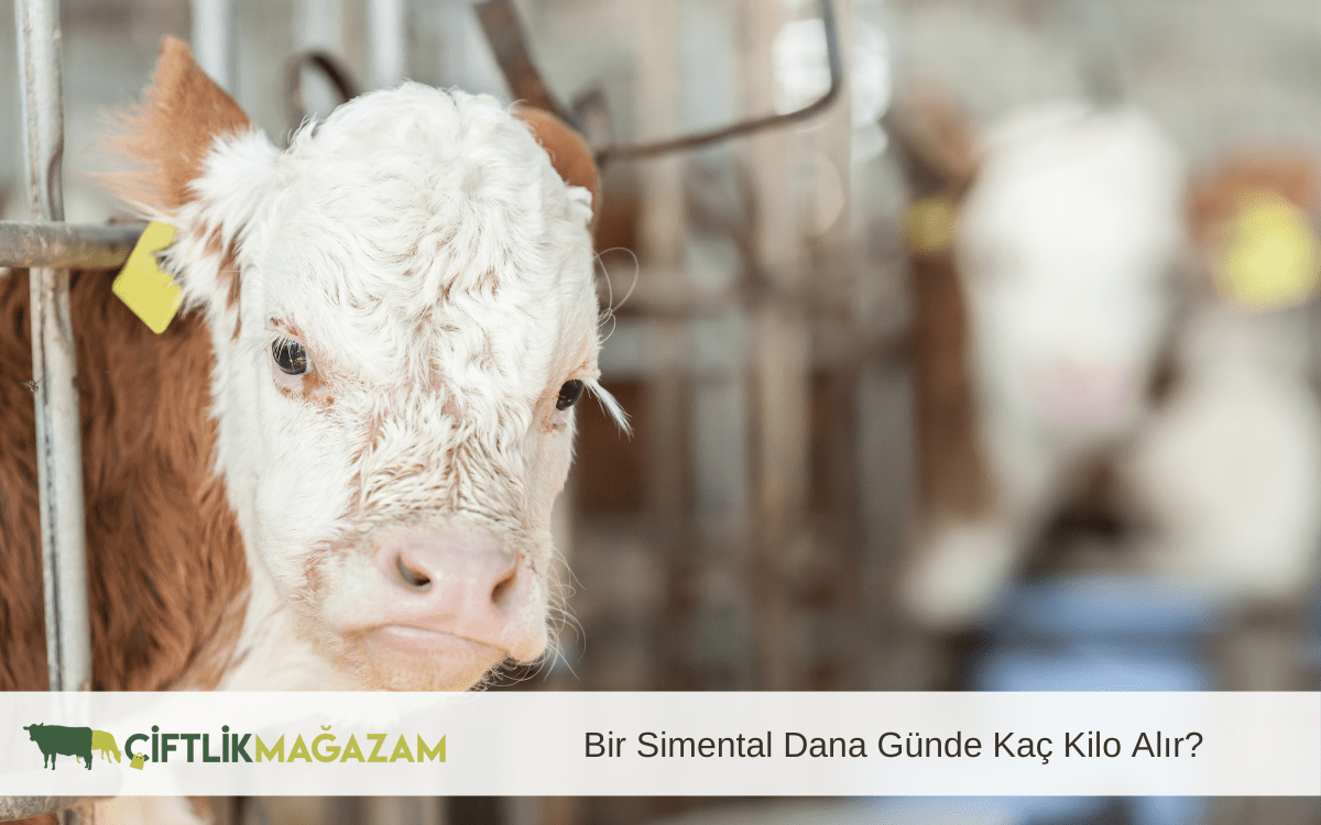 simental dana günde kaç kilo alır