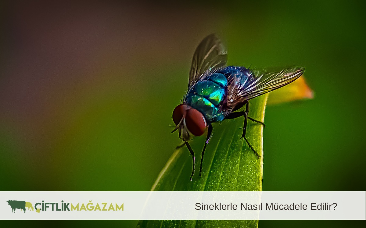 sineklerle nasıl mücadele