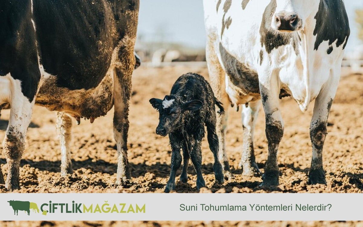 suni tohumlama yöntemleri