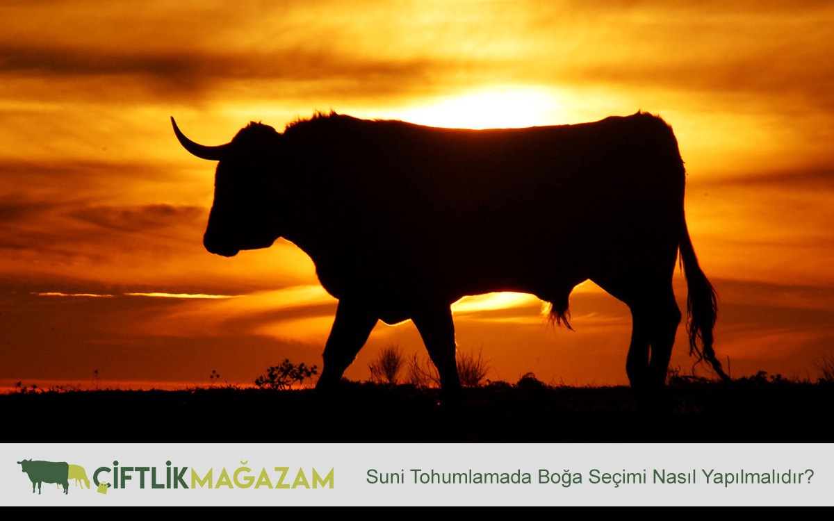 suni tohumlamada boğa seçimi