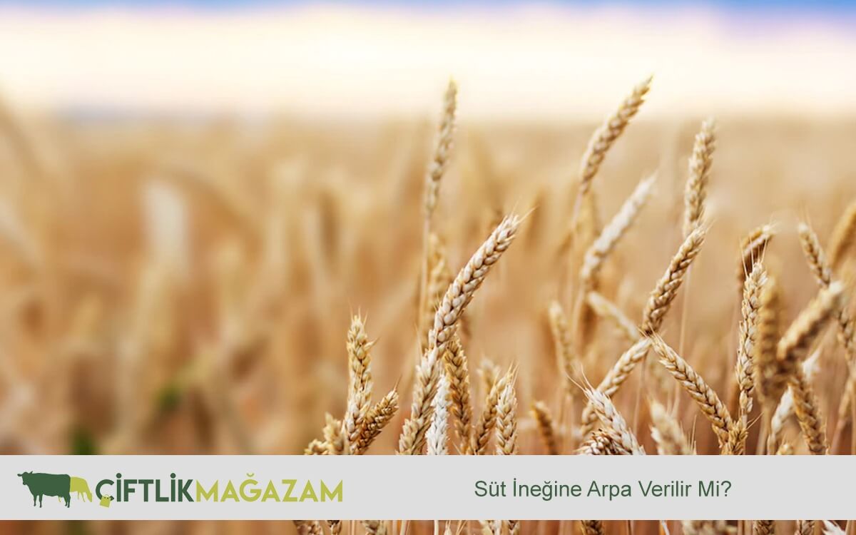 süt ineği sağlığı