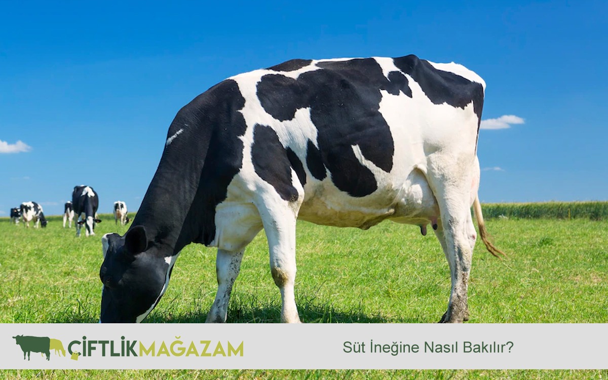 süt ineğine nasıl bakılır