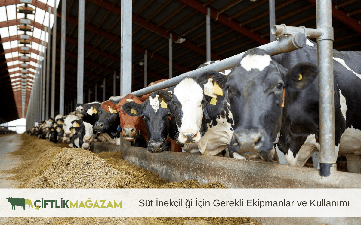 süt inekçiliği için gerekli ekipmanlar