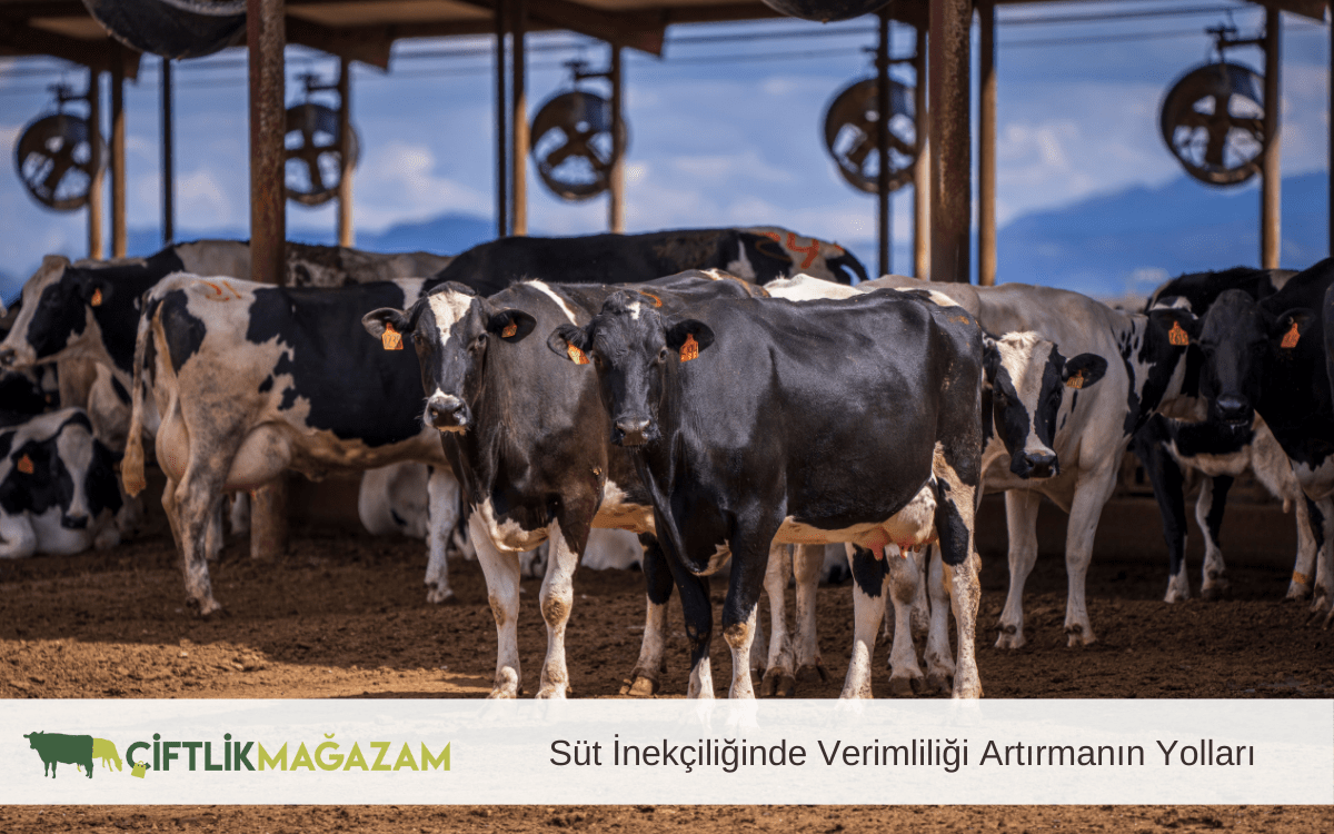 süt inekçiliğinde verimliliği artırmanın yolları