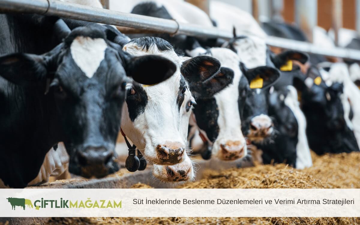 süt ineklerinde beslenme