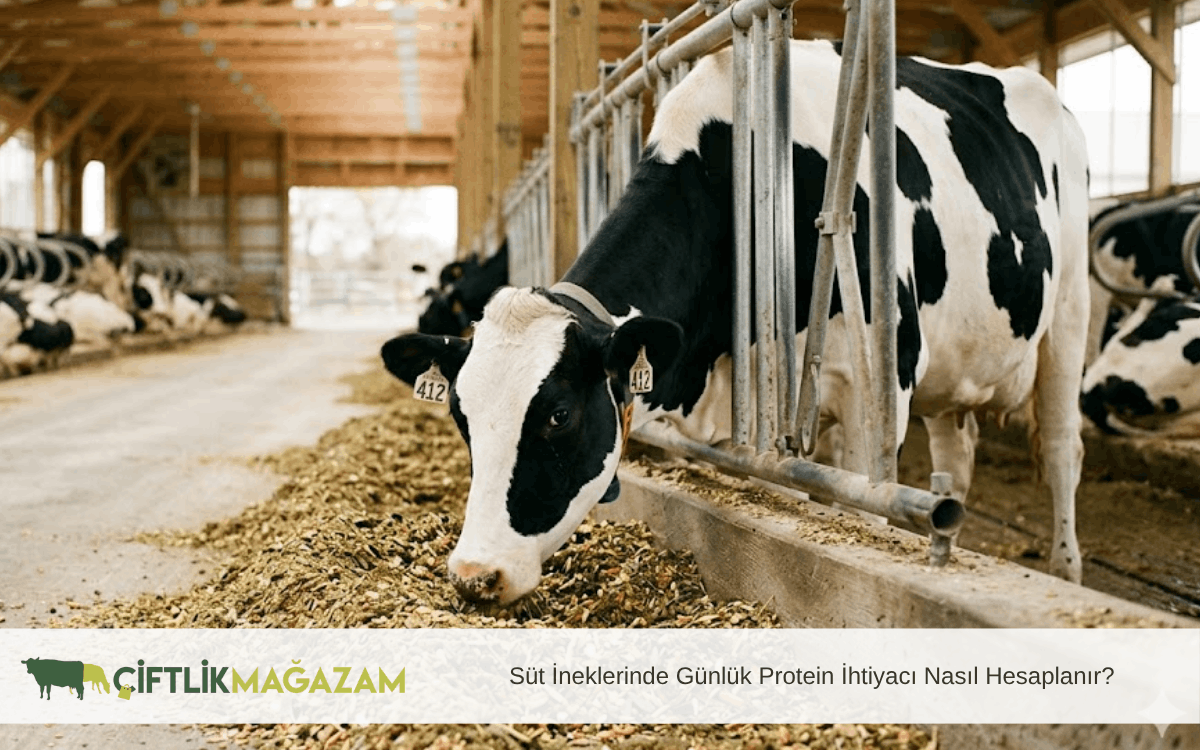 süt ineklerinde günlük protein ihtiyacı nasıl hesaplanır