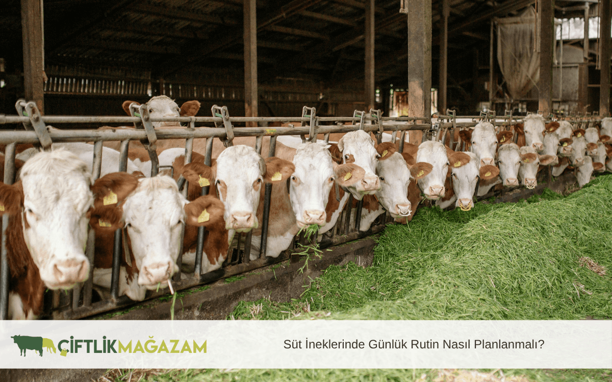 süt ineklerinde günlük rutin nasıl planlanmalı