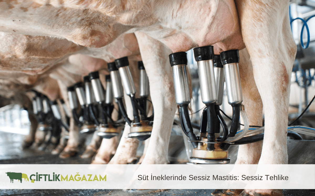 süt ineklerinde sessiz mastitis