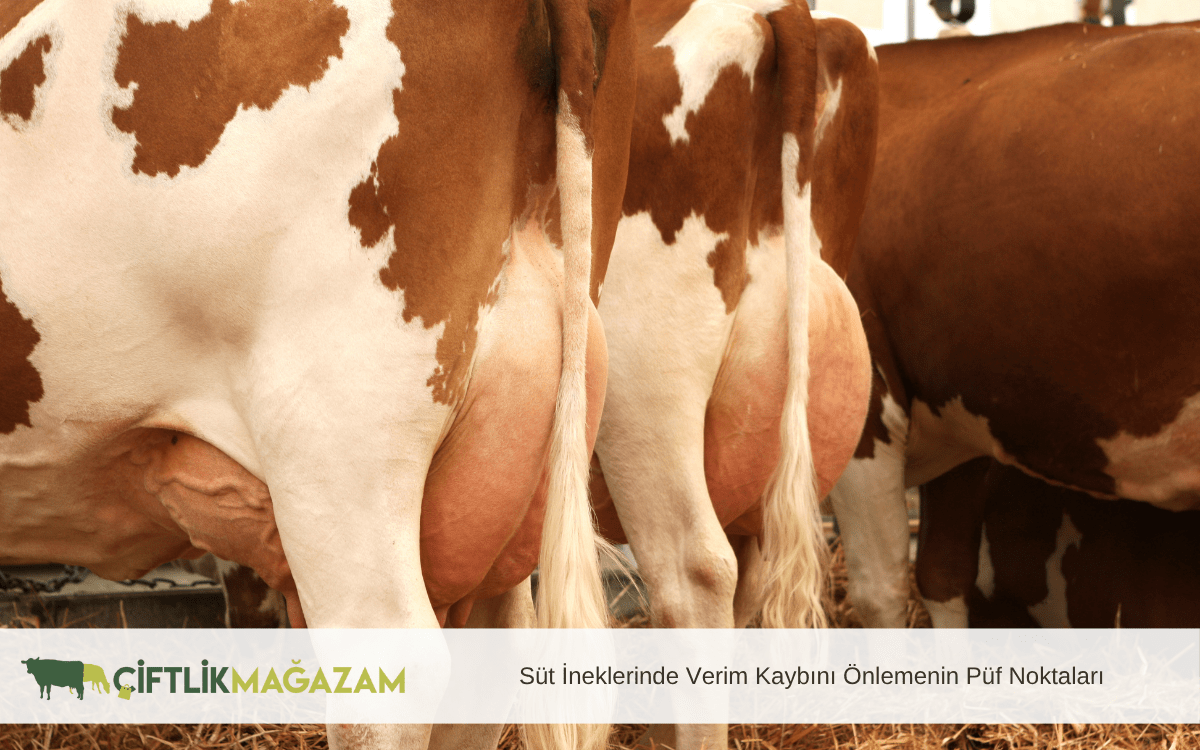 xsüt ineklerinde verim kaybını önlemenin püf noktaları