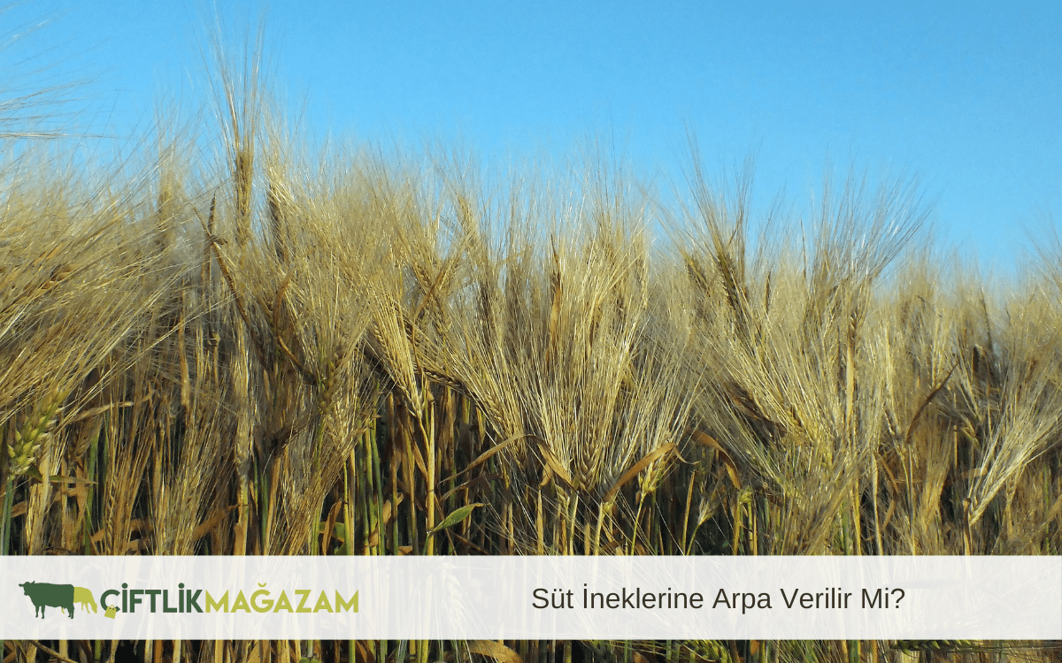süt ineklerine arpa