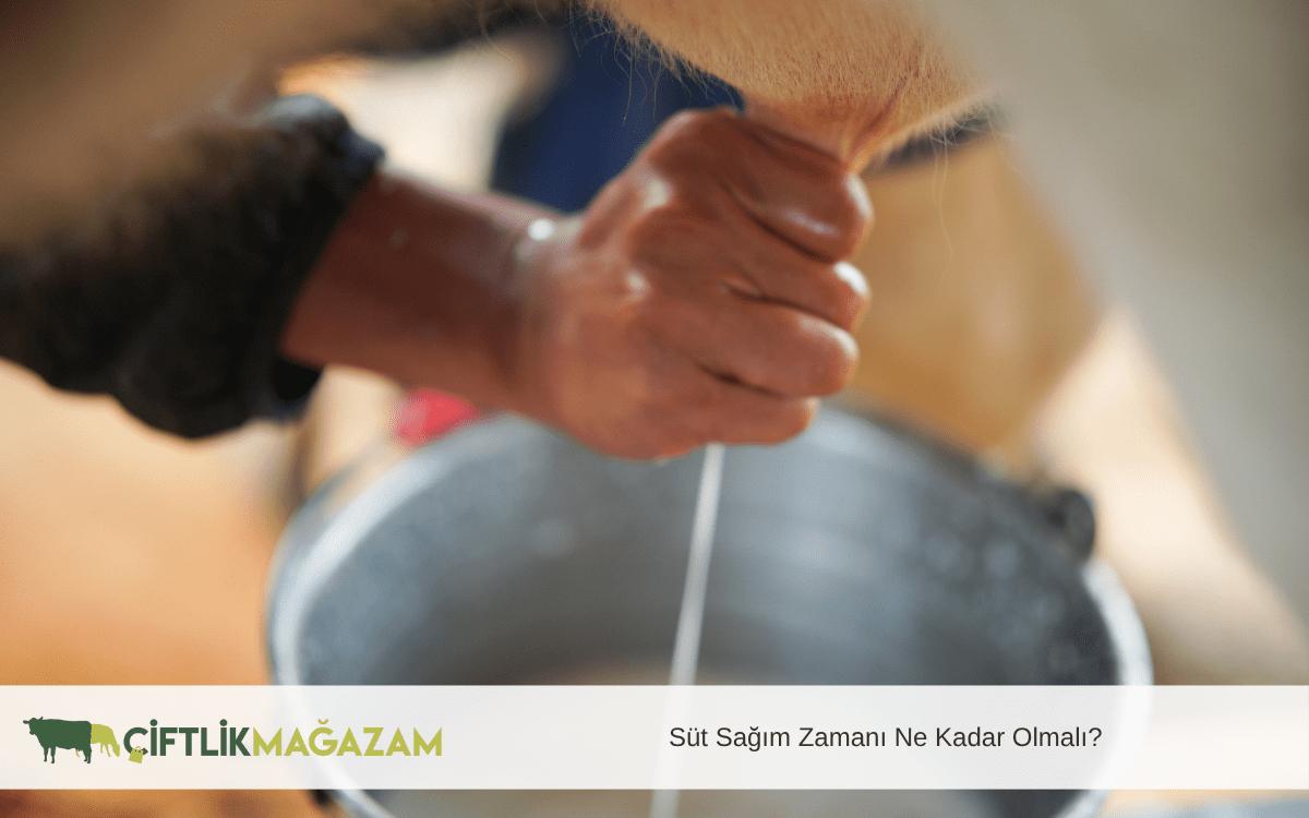 süt sağım zamanı