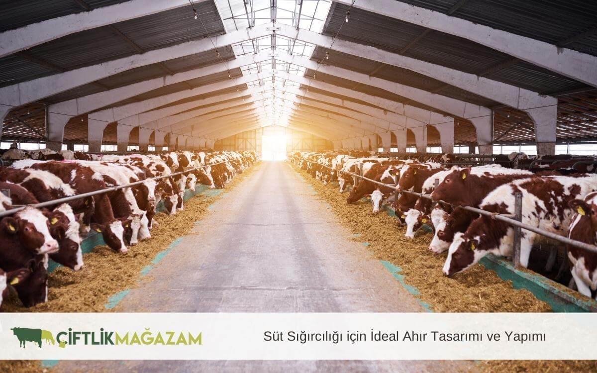 süt sığırcılığı için ideal ahır tasarımı