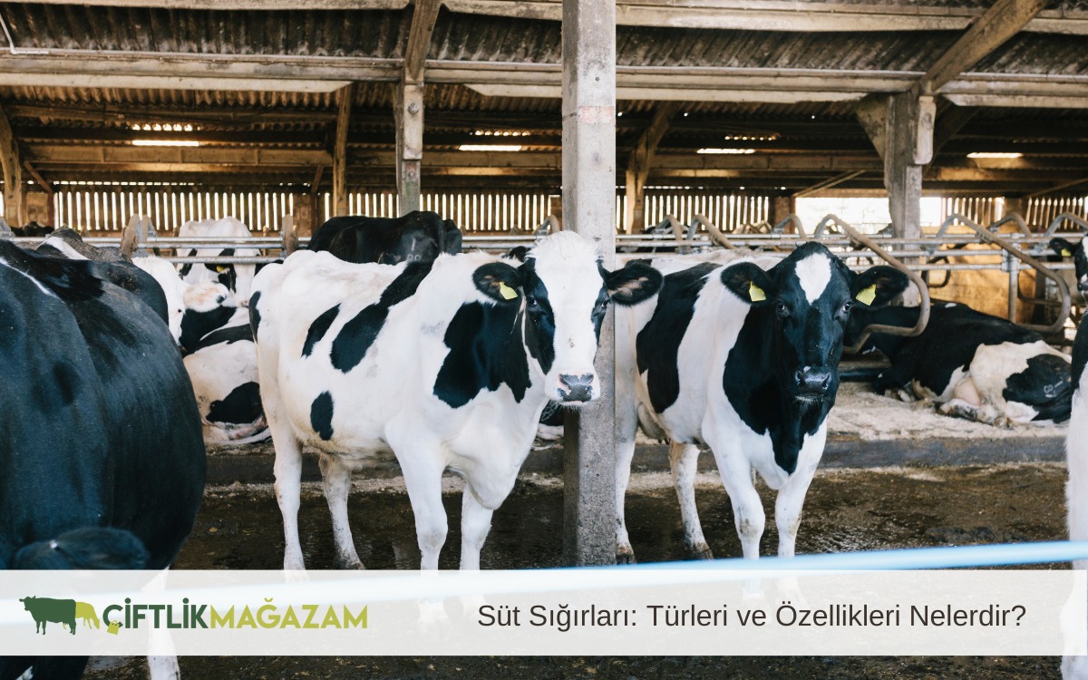 süt sığırları türleri ve özellikleri