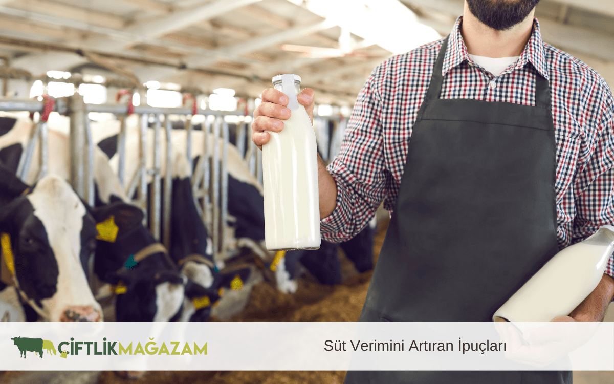 süt verimini artıran ipuçları