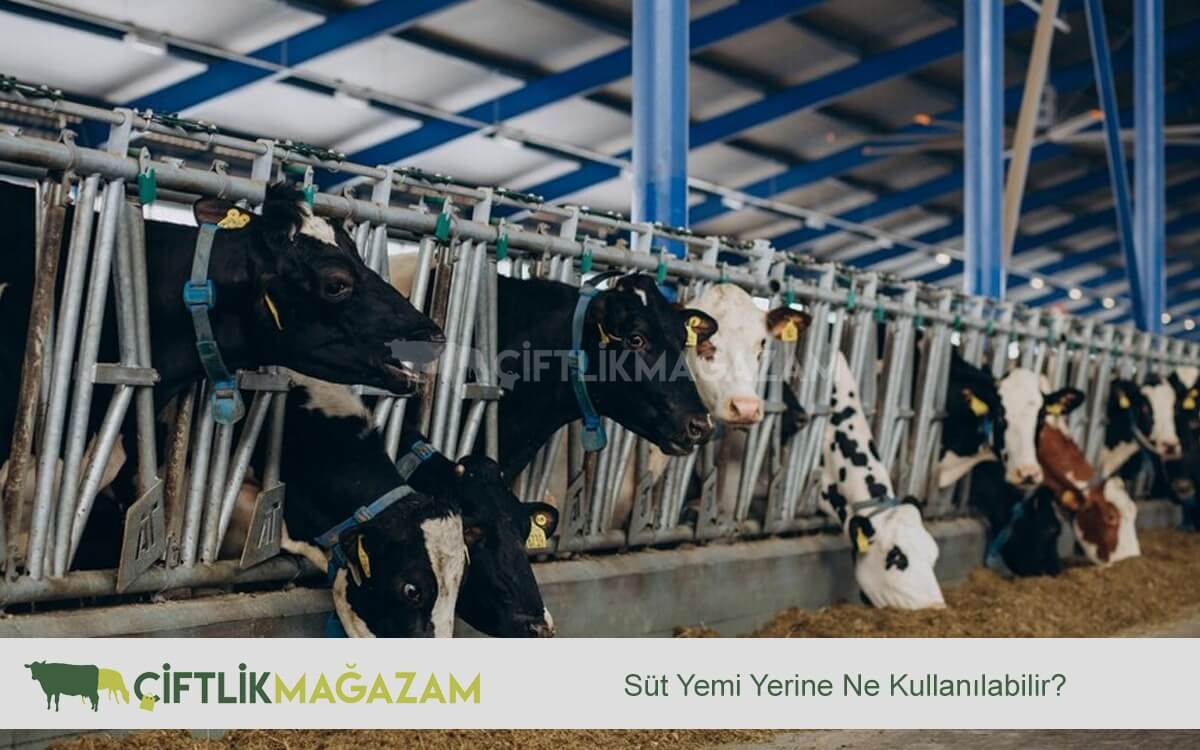 süt yemi nedir